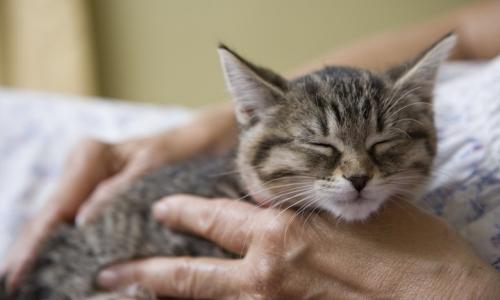 Все факты о котах. Домашние кошки. Почему шерсть вызывает аллергию у людей