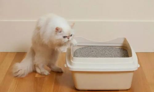 Кошка перестала ходить в лоток: причины и повторное приучение Почему кошка перестала ходить в лоток по большому