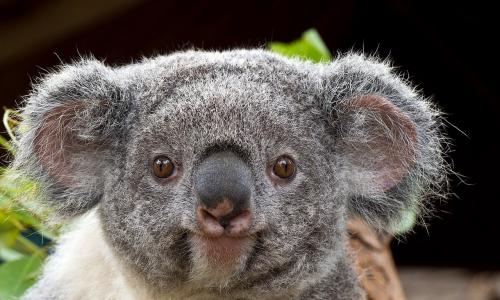 Где обитает забавная коала Сколько весит коала
