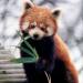 Панда: описание, особенности, среда обитания Год панды