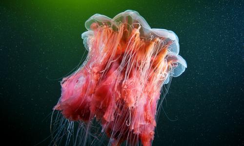 Гигантская арктическая медуза (лат