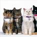 Все породы кошек с фотографиями и названиями Как называется порода котов