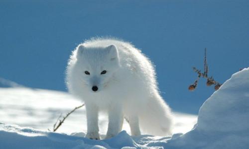 Животное песец: описание и фото полярной лисицы От кого животного произошел песец