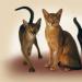 Породы кошек с названиями пород и фотографиями Кошка с длинными лапами