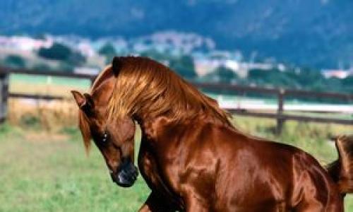 Какие бывают и как правильно подобрать клички для лошадей