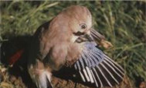 Птица сойка: описание и фото