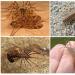 Обыкновенная мухоловка Мухоловка насекомое чем питается