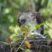 Вес гарпии. Гарпия птица. Образ жизни и среда обитания птицы гарпии. Интересные факты о птице