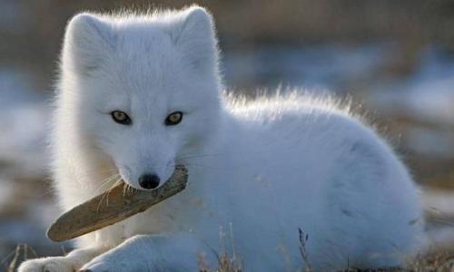 Животное тундры и Арктики песец: описание, фото, картинки, видео