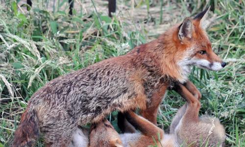 Описание лисы. Лиса животное. Образ жизни и среда обитания лисы Где обитает лисица