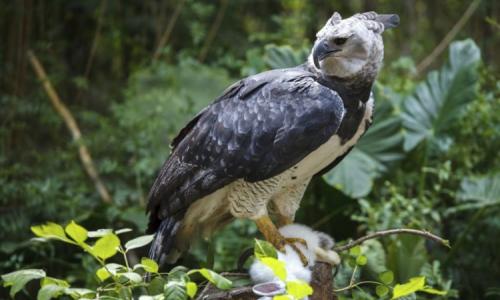 ​50 интересных фактов о гарпиях Гарпия одна из самых красивых птиц