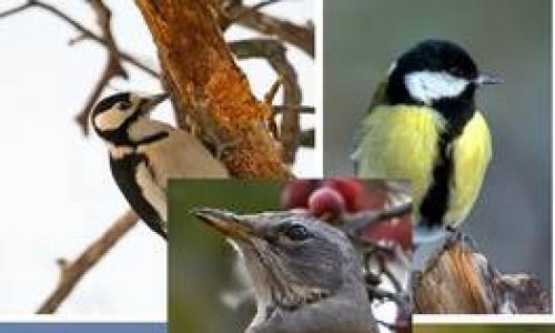 Названия, описания и особенности перелетных птиц