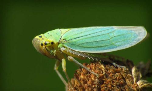 Мир удивительных насекомых