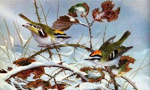 Птицы, которые остаются зимовать в россии Какие птицы относятся к зимующим