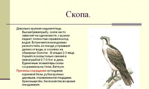 Скопа: фото и описание Как выглядит птенец скопцов