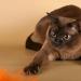 Кошки породы бурма: описание, характер, особенности ухода, фото и отзывы владельцев