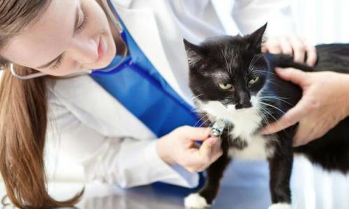 Профилактика токсоплазмоза у кошек