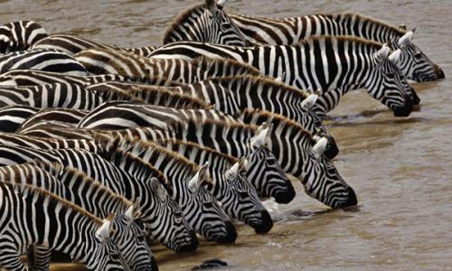 Экзотические, полосатые, или Где живут зебры?