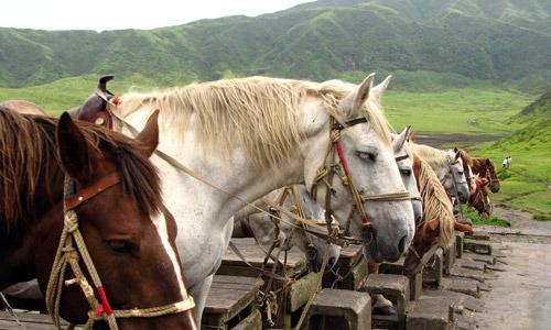 Японские аборигенные лошади