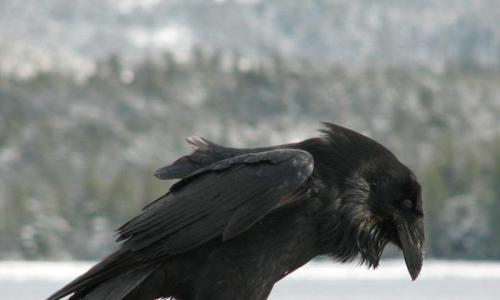 Ворон и ворона - одна и та же птица?