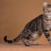 Все породы кошек с фото и названиями Породы декоративных кошек с фотографиями