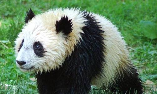 Большая панда — пятнистый медведь Как живут панды