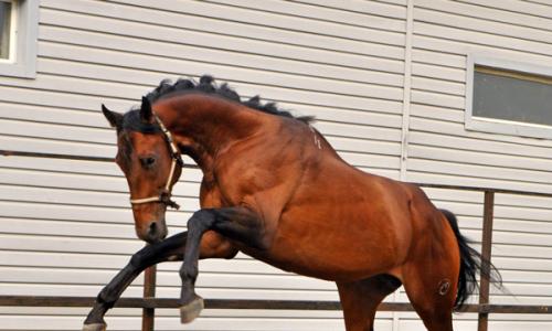 Как назвать лошадь: подбираем подходящую кличку Башкирские имена для коней