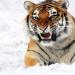 Тигры (лат. Раntherа tigris). Самые большие тигры в мире Места обитания тигров на планете