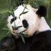 Где живет панда, смешной зверек Панда живет в китае