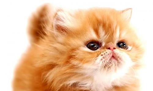Породы кошек и их названия