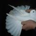 Бойные бакинские голуби Голуби бакинцы сизые чубатые бой лет