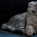 Кошки всех пород с фотографиями, названиями и особенностями характера Атлас пород кошек