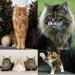 Породы серых котов с фотографиями и названиями