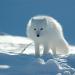 Животное песец: описание и фото полярной лисицы От кого животного произошел песец