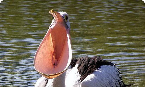 Розовый пеликан — описание, среда обитания, интересные факты