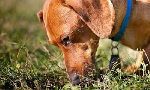 Собака ест траву: «зачем» и «почему», которые волнуют хозяев