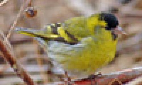 Виды птиц с хохолком на голове: их фото и названия