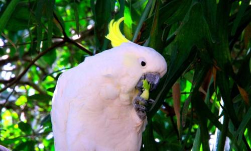 Белые какаду и другие виды Розовые попугаи