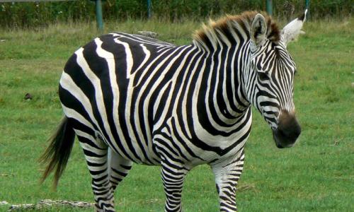 Любопытные факты о зебрах Где живет зебра в степи