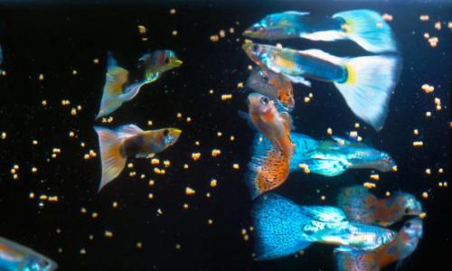 Как кормить аквариумных рыбок сухим кормом Как кормить аквариумных