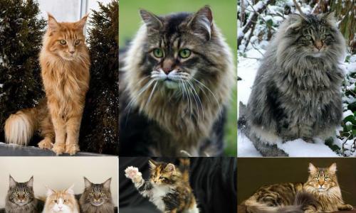 Породы кошек с названиями пород и фотографиями