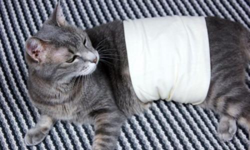 Причины и лечение поноса у кота в домашних условиях