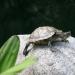 Как ухаживать за сухопутной черепахой в домашних условиях Черепахи содержание и уход