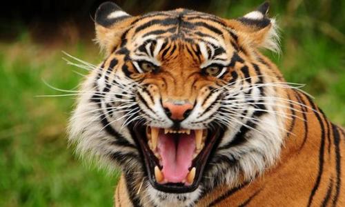 Тигр – полосатый хищник Водятся ли в африке тигры